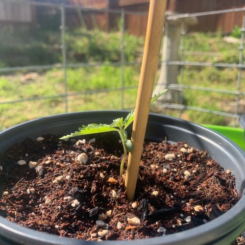 Gelato Mint 2024 growlog timeline photo