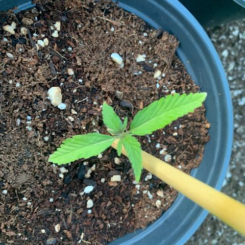 Gelato Mint 2024 growlog timeline photo