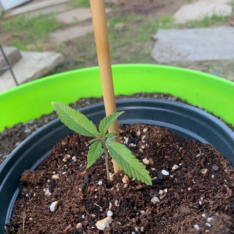 Gelato Mint 2024 growlog timeline photo