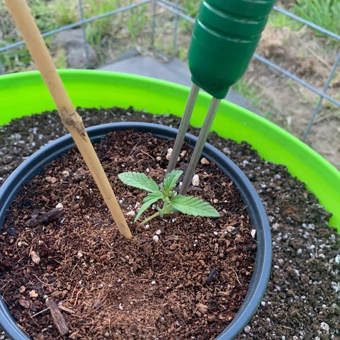 Gelato Mint 2024 growlog timeline photo