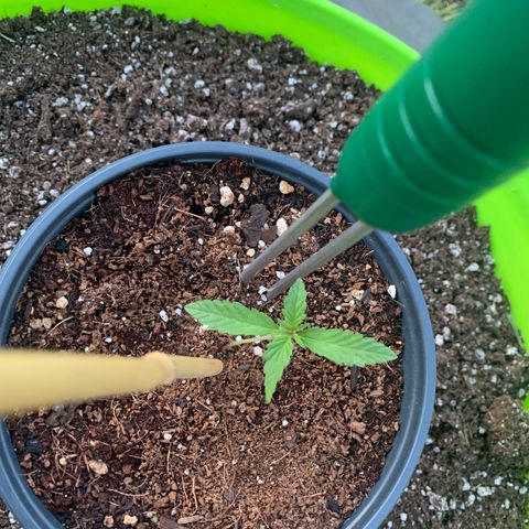 Gelato Mint 2024 growlog timeline photo