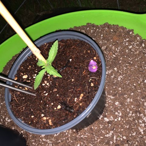 Gelato Mint 2024 growlog timeline photo