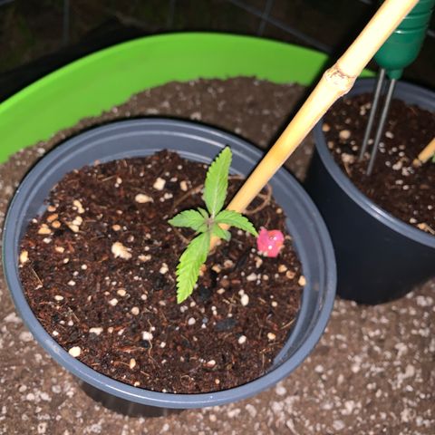 Gelato Mint 2024 growlog timeline photo