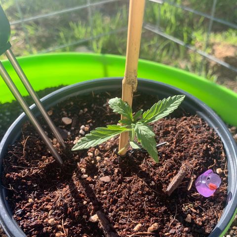 Gelato Mint 2024 growlog timeline photo