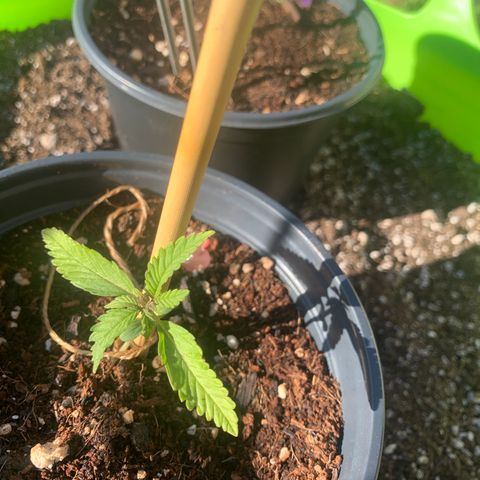 Gelato Mint 2024 growlog timeline photo