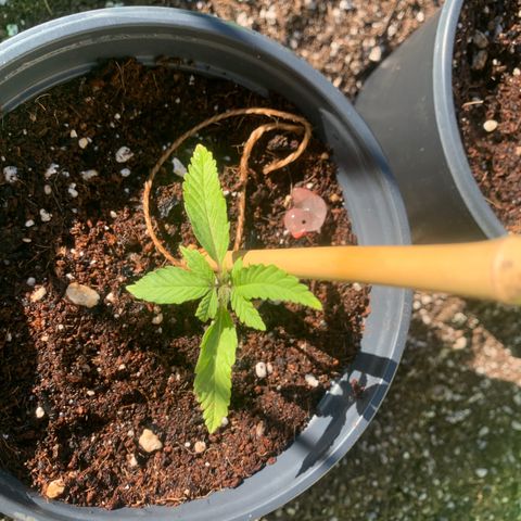 Gelato Mint 2024 growlog timeline photo