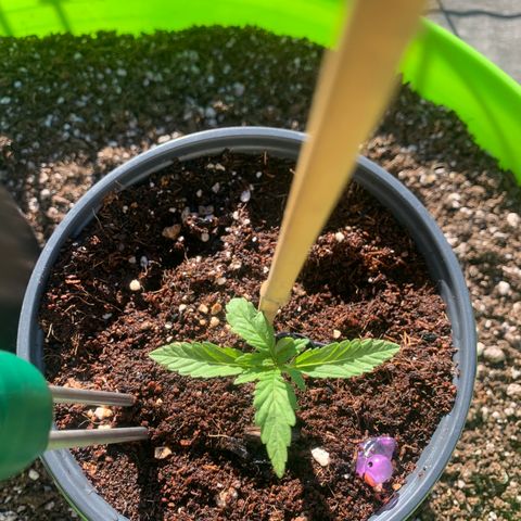Gelato Mint 2024 growlog timeline photo