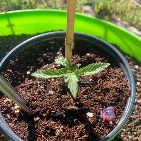 Gelato Mint 2024 growlog timeline photo