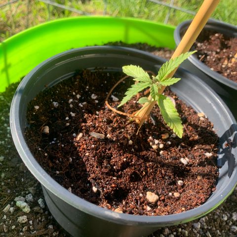 Gelato Mint 2024 growlog timeline photo