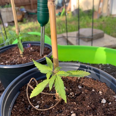 Gelato Mint 2024 growlog timeline photo