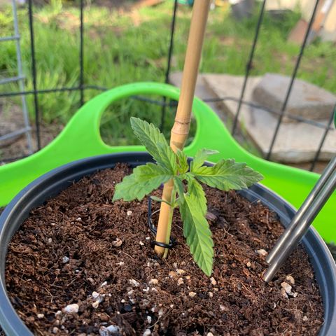 Gelato Mint 2024 growlog timeline photo