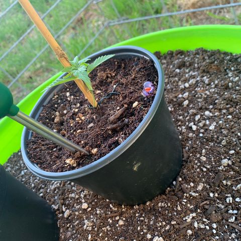 Gelato Mint 2024 growlog timeline photo