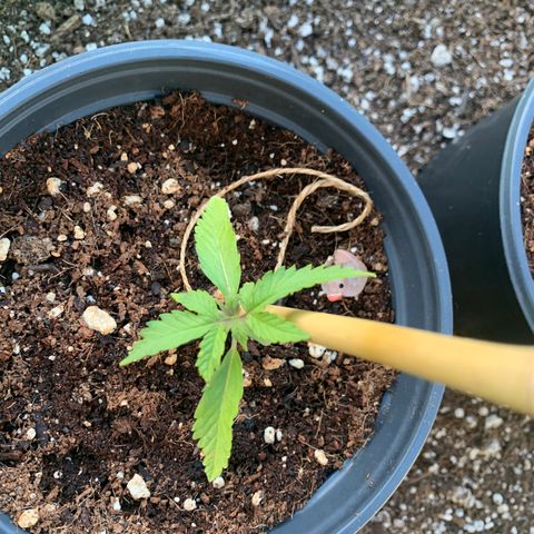 Gelato Mint 2024 growlog timeline photo