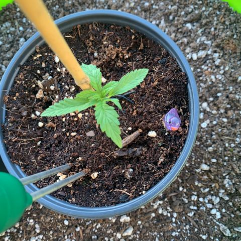 Gelato Mint 2024 growlog timeline photo