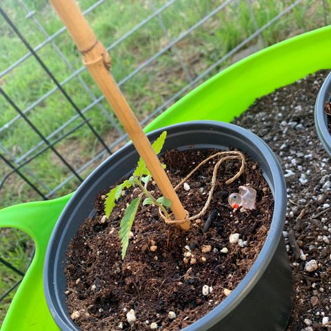 Gelato Mint 2024 growlog timeline photo