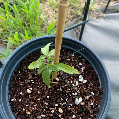 Gelato Mint 2024 growlog timeline photo