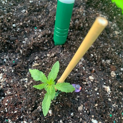Gelato Mint 2024 growlog timeline photo