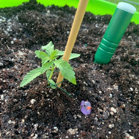 Gelato Mint 2024 growlog timeline photo