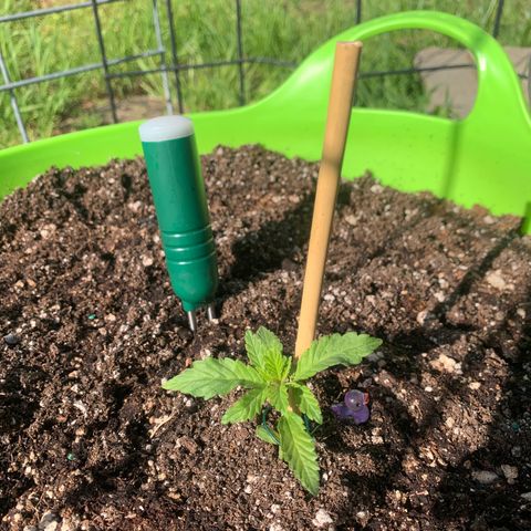 Gelato Mint 2024 growlog timeline photo
