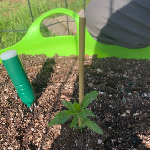 Gelato Mint 2024 growlog timeline photo