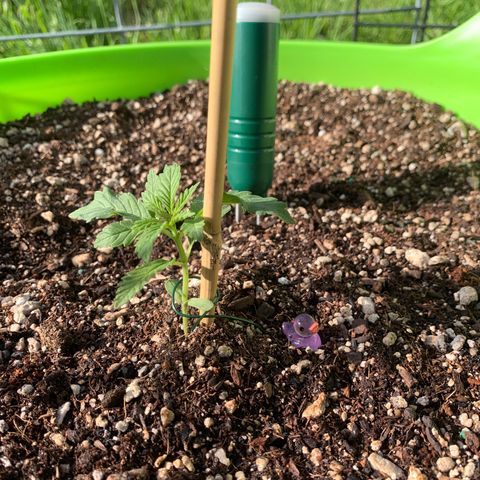 Gelato Mint 2024 growlog photo: Weather has been a little rough so she’s coming along a little slow but she’s loving the sun today. 
