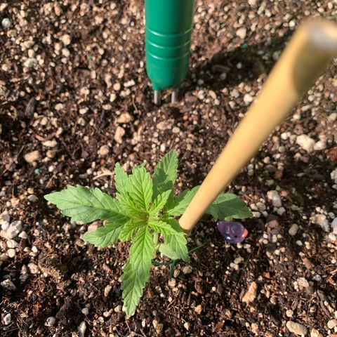 Gelato Mint 2024 growlog photo: Weather has been a little rough so she’s coming along a little slow but she’s loving the sun today. 