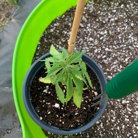 Gelato Mint 2024 growlog timeline photo