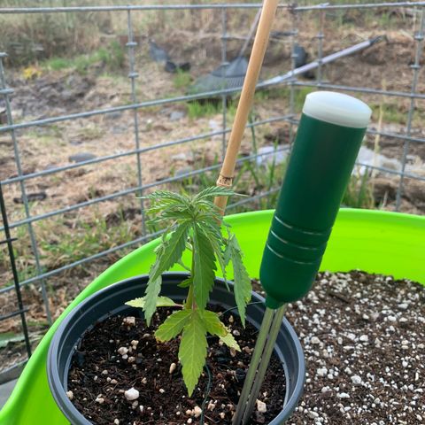 Gelato Mint 2024 growlog timeline photo