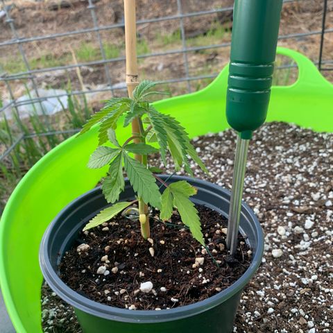 Gelato Mint 2024 growlog timeline photo