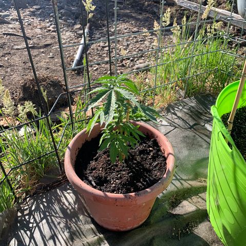 Gelato Mint 2024 growlog timeline photo