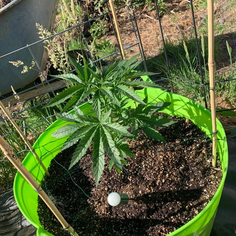 Gelato Mint 2024 growlog timeline photo