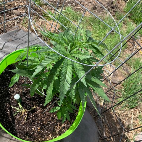 Gelato Mint 2024 growlog timeline photo