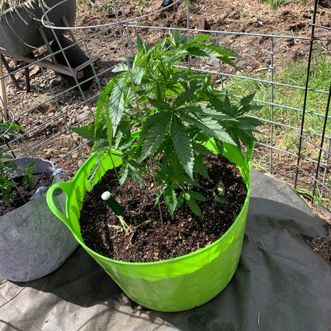 Gelato Mint 2024 growlog timeline photo