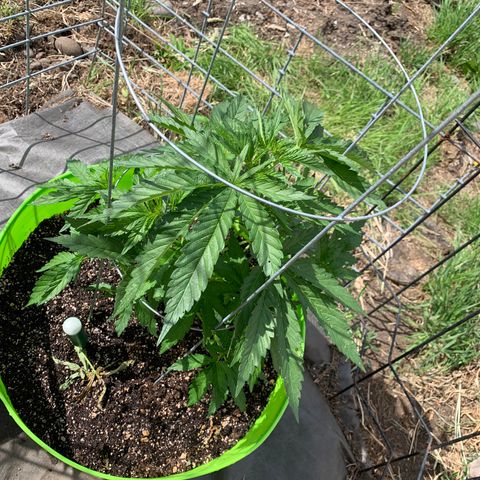 Gelato Mint 2024 growlog timeline photo