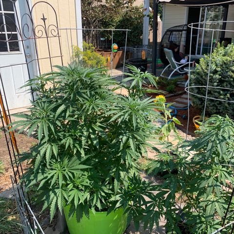 Gelato Mint 2024 growlog timeline photo