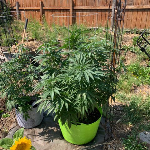 Gelato Mint 2024 growlog timeline photo