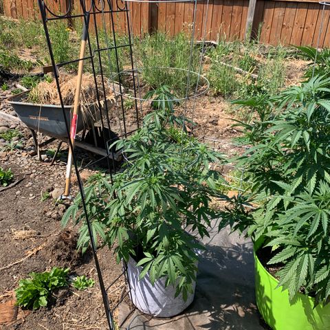 Gelato Mint 2024 growlog timeline photo