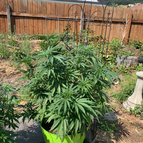 Gelato Mint 2024 growlog timeline photo