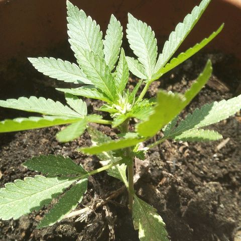 Jessy #3 growlog timeline photo