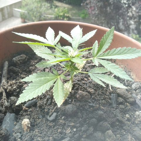 Jessy #3 growlog timeline photo