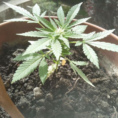 Jessy #3 growlog timeline photo