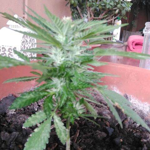 Jessy #3 growlog timeline photo