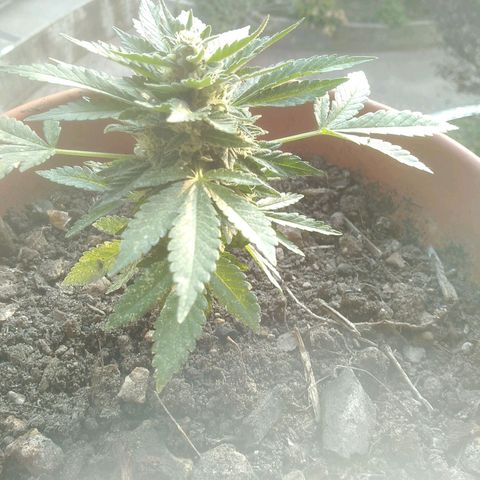Jessy #3 growlog timeline photo