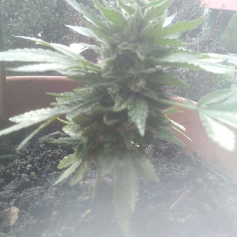 Jessy #3 growlog timeline photo