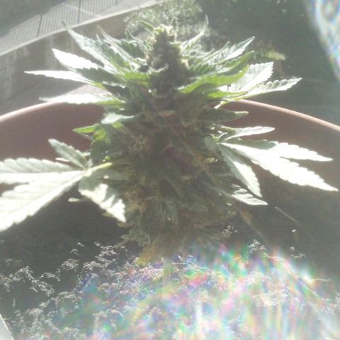 Jessy #3 growlog timeline photo