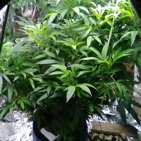 Unknown strain growlog timeline photo