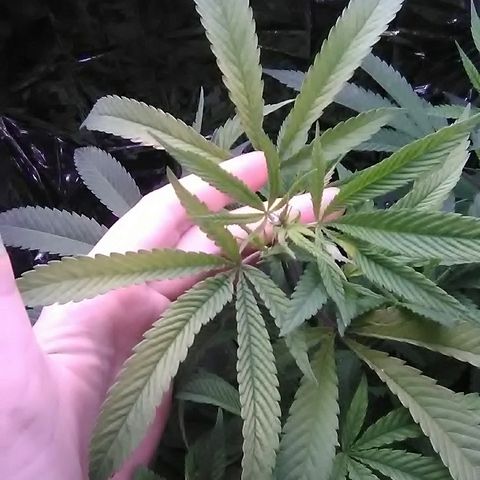 Unknown strain growlog timeline photo