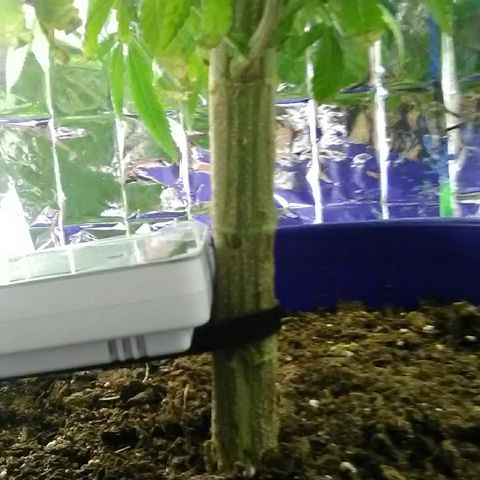 Unknown strain growlog timeline photo