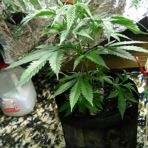 Unknown strain #1 growlog timeline photo