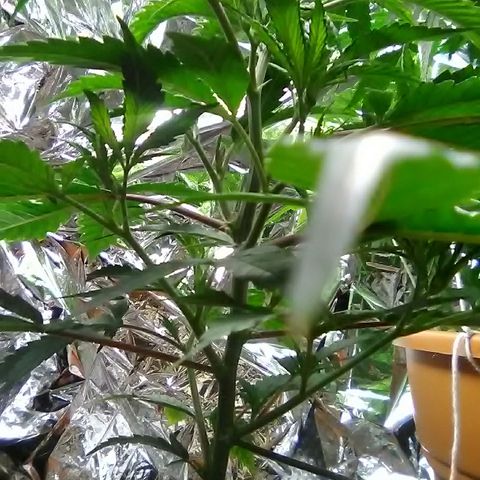 Unknown strain #1 growlog timeline photo